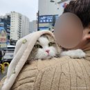 강아지랑고양이 | 부평 반려동물 사진관 고양이 사진 스냅스타일 부평본점