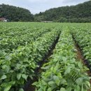 청자농장 이미지