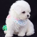 몽글몽글 이미지