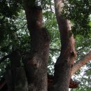 월천1리마을회관 이미지