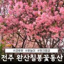 진짜 전주의 속살을 마주하는 길 | 전주 여행 가볼만한곳 찐 추천 완산칠봉꽃동산 겹벚꽃 개화시기