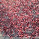 영광고추특화시장 이미지