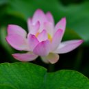 연꽃세상 이미지