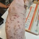 하안동물병원 이미지