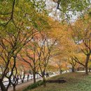 백양사 갈참나무&amp;단풍 이미지