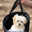 멍멍나래 이미지