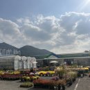 농협부산공판장2번 | 부산 엄궁화훼단지 농협부산화훼공판장 방문기