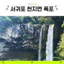 천제연 담팔수나무 | 천지연폭포 뚜벅이 제주 여행으로 가볼만한 곳
