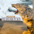 일본 삿포로 여행 마루야마 동물원 추천 후기 및 가격, 운영시간