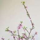 수하리(SUHARI)