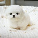 야옹아멍멍해봐 속초점 | 평택강아지분양 고양이분양 야옹아멍멍해봐