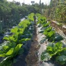 해뜬농장 이미지