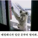 복