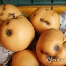 흑석농장 이미지