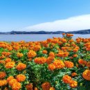 메리골드 이미지