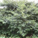 큰나무농장 이미지