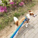 꼬망스 펫 살롱 이미지