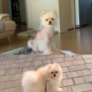반짝일개 네이버블로그