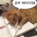 요새불멍 이미지