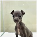 미니퍼피 이미지