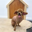 엘로이펫(L.ROYpet) 이미지