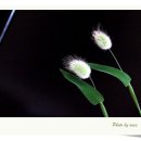 여우꼬리 이미지