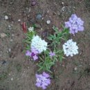 이베리스 이미지