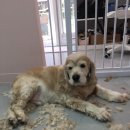 도톨그루밍 이미지