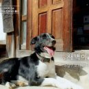 지리산 보더콜리 이미지