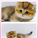 광주고양이분양 제나캣 광주점 이미지