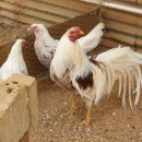 조은농장 이미지