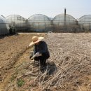 도촌 2농장 이미지