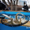 팔딱팔딱 이미지
