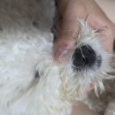 베베 애견유치원 네이버블로그