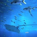 아쿠아플라넷 제주 이미지