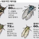 매미소리 가득한 여름 숲해설, “매미와 익선관” 이미지