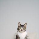 미소로 동물병원 이미지