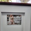 스쿨오브독(school of dog) | [스쿨오브독] 마포 강아지 유치원 School of Dog🐶/ 강아지유치원 견학