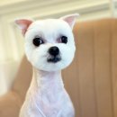 퍼피쌀롱 이미지