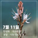 오늘의 탄생화(아스포델) 이미지