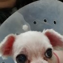 이든 이미지
