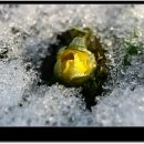 '봄의 전령' 세복수초, 변산바람꽃, 노루귀, 보춘화... 이미지