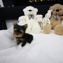 도그웨이 청주점 이미지