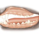 올바른동물병원 이미지