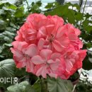 레이디 홍 이미지