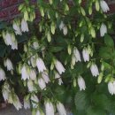 초롱꽃공원 이미지