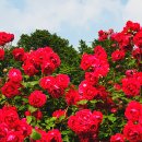 장미공원 주차장 이미지