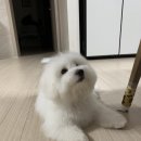 마실오개 이미지