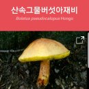 (독버섯 )산속그물버섯아재비 이미지