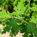 개나리공원 이미지